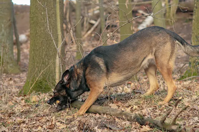 Belgian Malinois Elbow Dysplasia