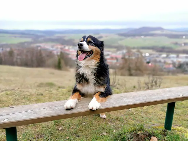 How To Potty Train An Australian Shepherd