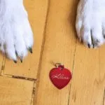 The Best dog id Tags