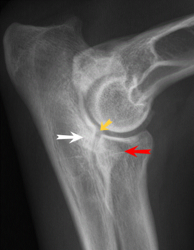 Belgian Malinois Elbow Dysplasia