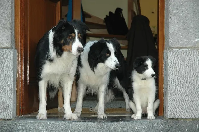 Border Collie Growth Stages