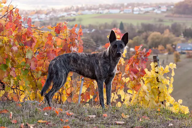 Dutch Shepherd Dog Breeds