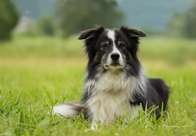 Border Collies Information