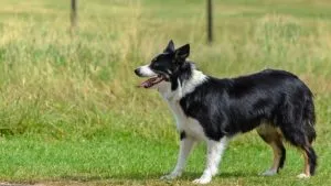 Border Collies Health Issues