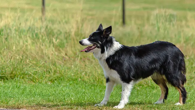 Border Collie Health Issues