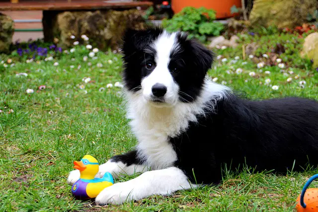 Border Collie Puppies