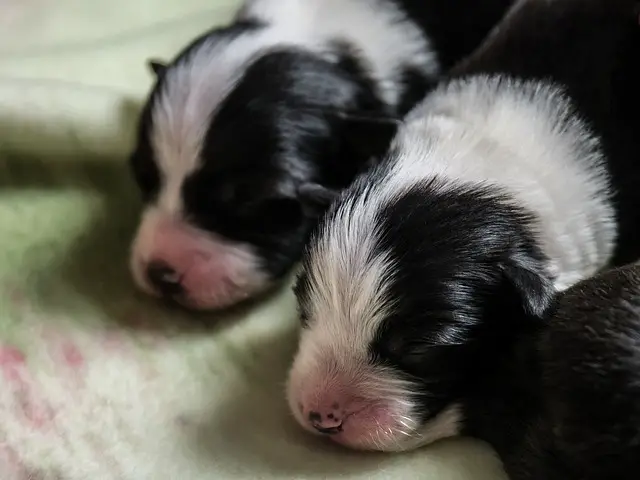 Border Collie Puppy Growth Chart