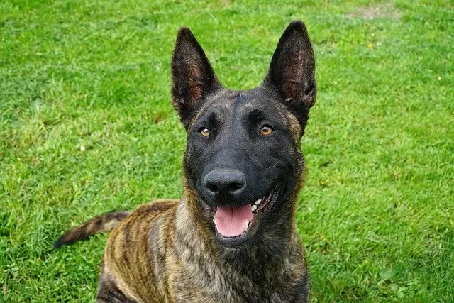 Dutch Shepherd Dog history