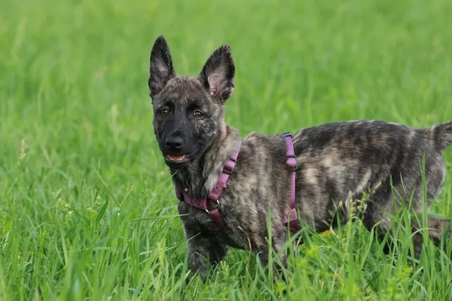 Dutch Shepherd puppies