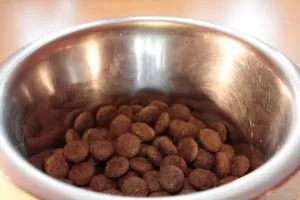 best dog food for Dutch Shepherd