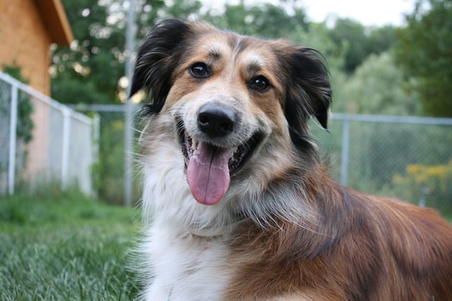 Australian shepherd Temperament and Personality