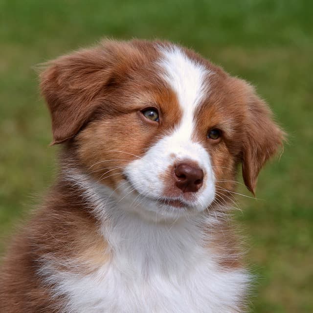 Australian Shepherd Puppies Information