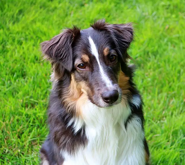 Preparing For Your Australian Shepherd Puppy