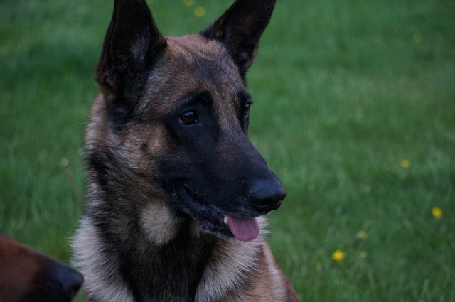 Belgian Malinois Puppies Information