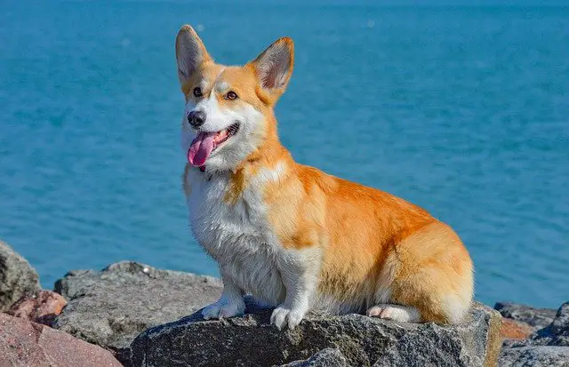 Pembroke Welsh Corgi Information