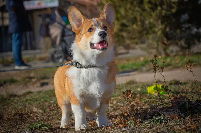 Do Corgis Have Health Issues