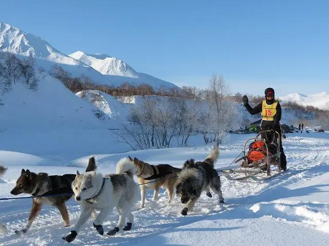 Siberian husky