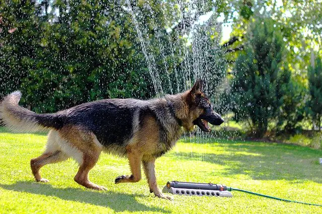 German shepherd dog