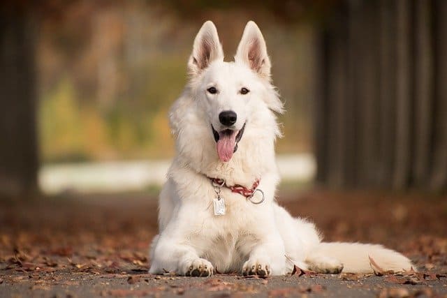 White German shepherd