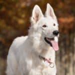 White german shepherd