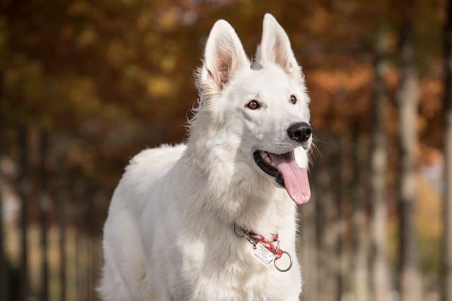 White german shepherd