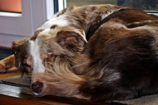 Do Australian Shepherds Shed