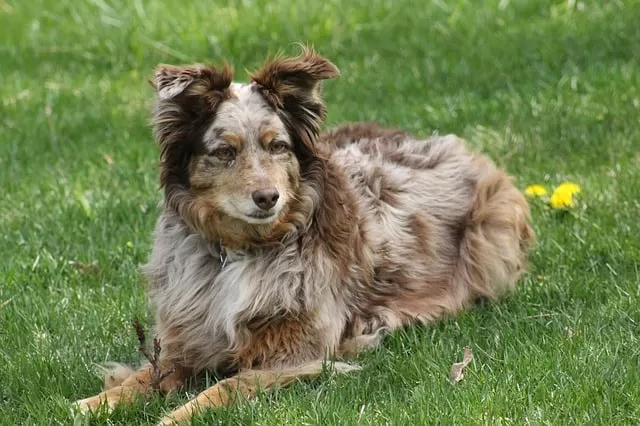 Do Australian Shepherds Need Haircuts