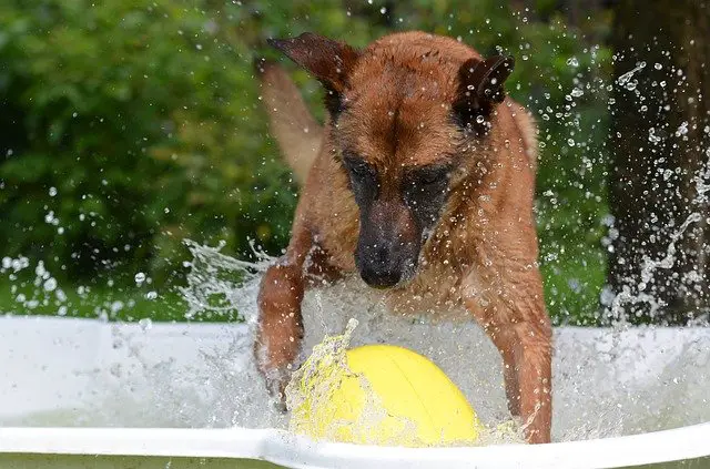 Belgian Malinois as a Working Dog