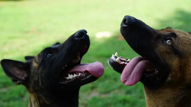 How To Deal With Dutch Shepherd Allergies