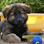 German Shepherd puppy Separation Anxiety