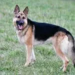 German Shepherd Overview