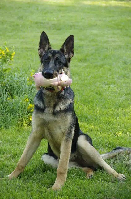 Foods a German Shepherd Can Eat