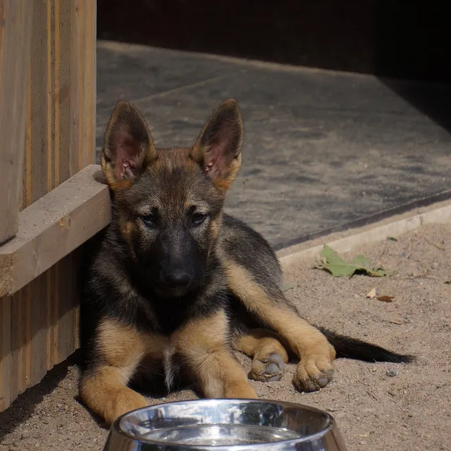 Foods That Are Safe for your German Shepherd, Occasionally and in Small Amounts.