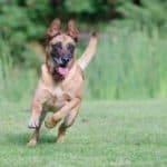 Belgian Malinois dog