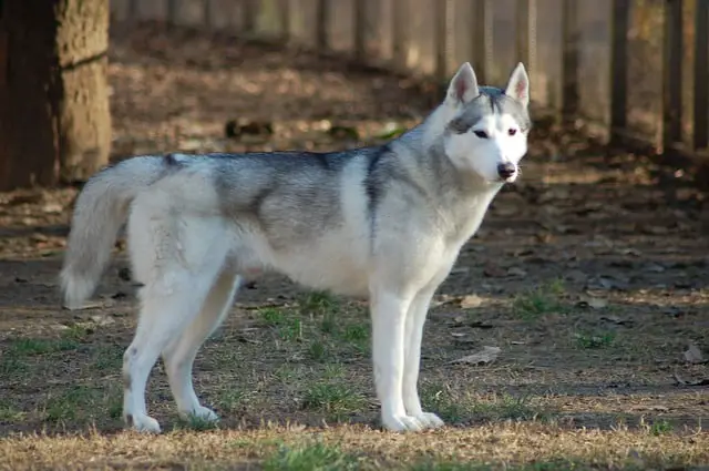 are husky lab mix good with cats