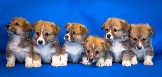 welsh corgi 3097215 640