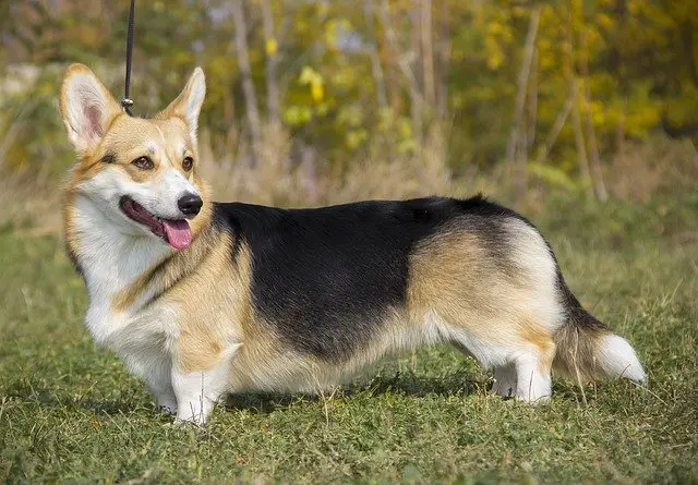 Appearance of the Pembroke Welsh Corgi