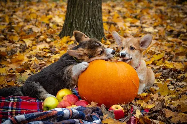 How Much Food Should A Pembroke Welsh Corgi Eat