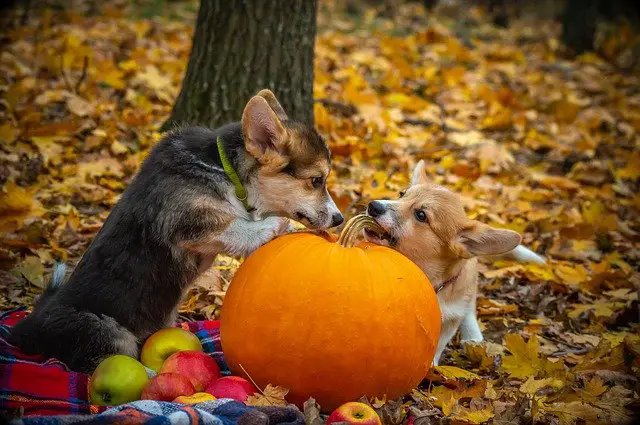 Do Corgis Shed A Lot?