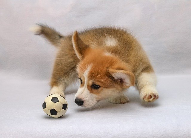 Pembroke Welsh Corgi Puppy