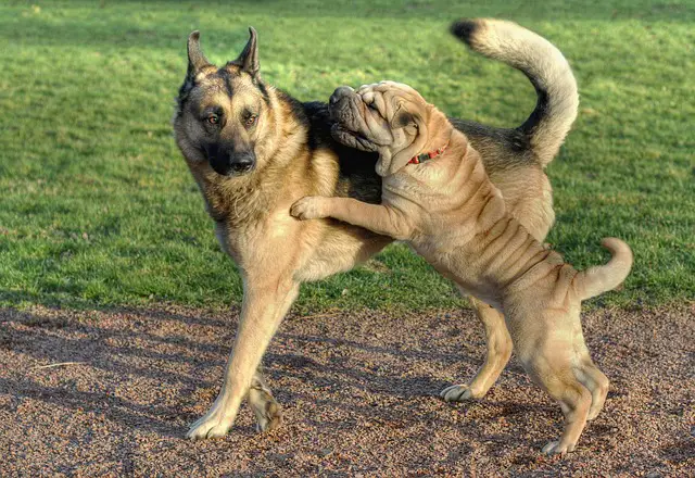 Aggression In German Shepherds