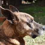 Belgian Malinois Skin Problems