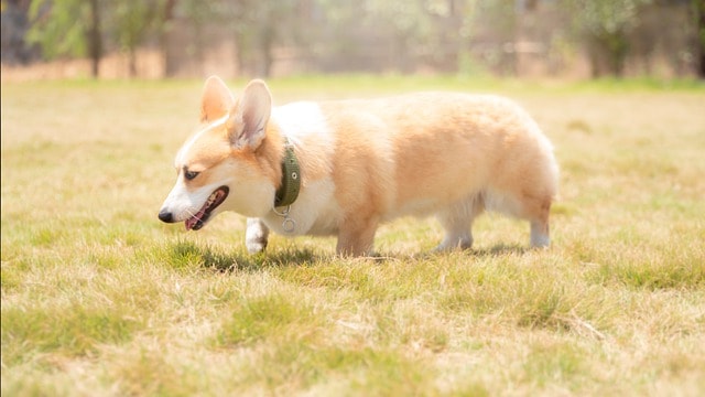 Corgi Hip Dysplasia