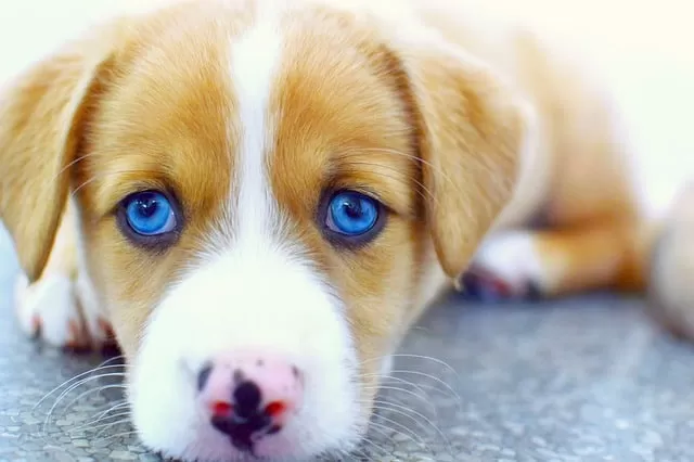 how to determine if your australian shepherd puppy will have blue eyes