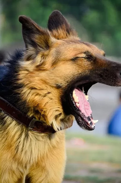 German Shepherd Barking