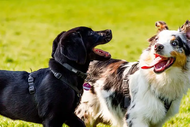 Australian Shepherd Biting Strangers