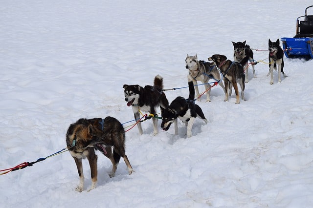 siberian husky history