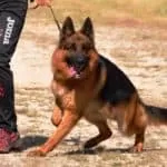 German Shepherd Aggression Training