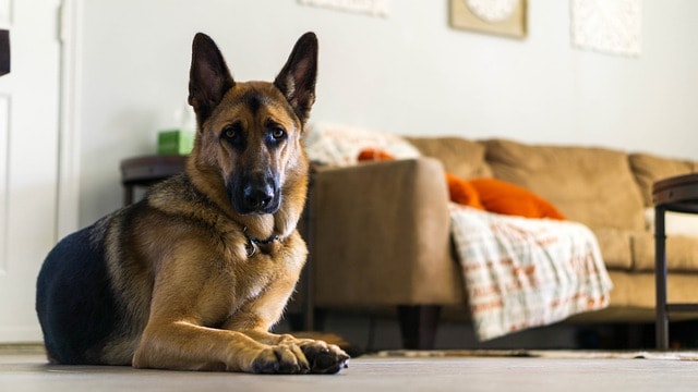 Signs of Anxiety in Dogs.