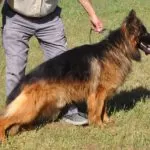 How to Control German shepherd Shedding